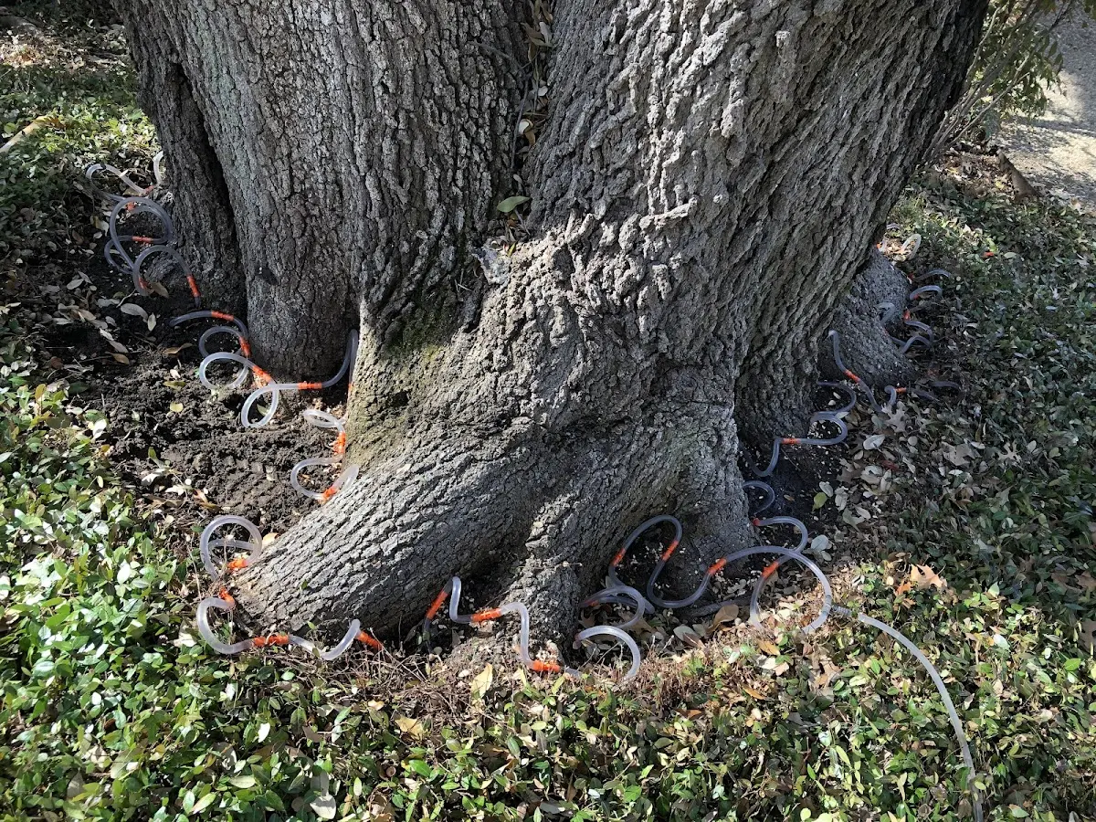 Detailed Tree Cabling and Bracing job site in Sebastopol