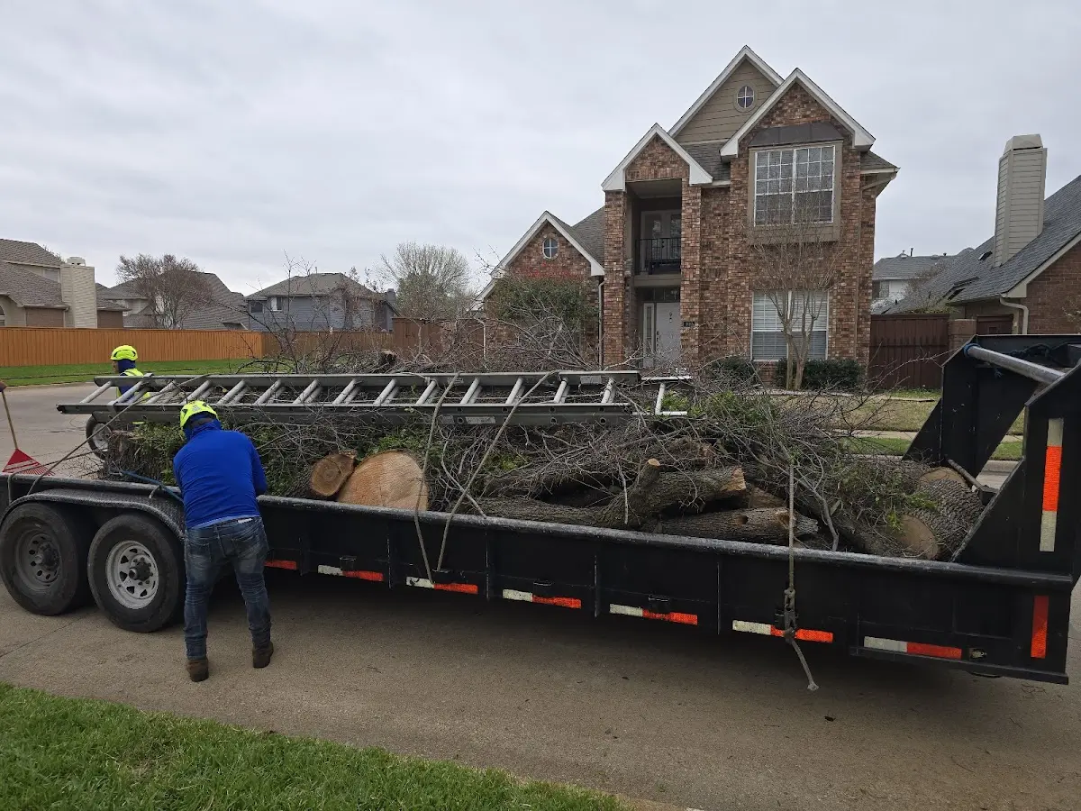 Expert Tree Fertilization with proper safety equipment in Sebastopol